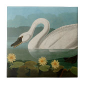 Amerikaanse Zwanenvogels Audubon Tegeltje (Voorkant)