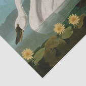 Amerikaanse Zwanenvogels Audubon Tissuepapier (Detail)