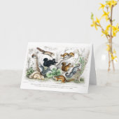 Amerikaanse zwarte eekhoorn, Ariel Petaurus, eekho Kaart (Gele Bloem)