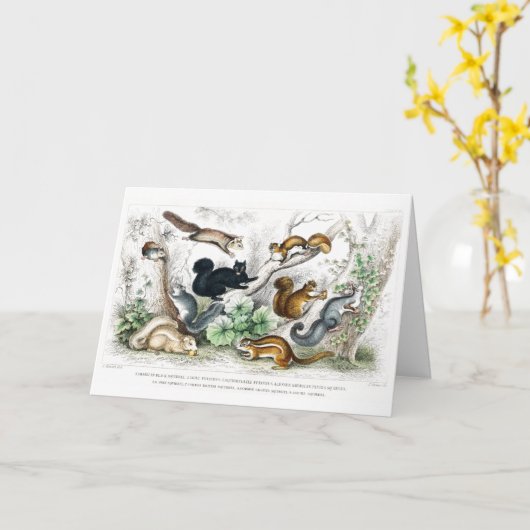 Amerikaanse zwarte eekhoorn, Ariel Petaurus, eekho Kaart (Gele Bloem)