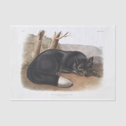 Amerikaanse zwarte of zilvervos-ontkoppeling tissuepapier (Voorkant)