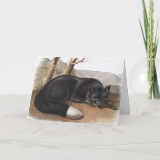 Amerikaanse zwarte of zilvervos (Vulpes fulvus) Kaart (Voorkant)