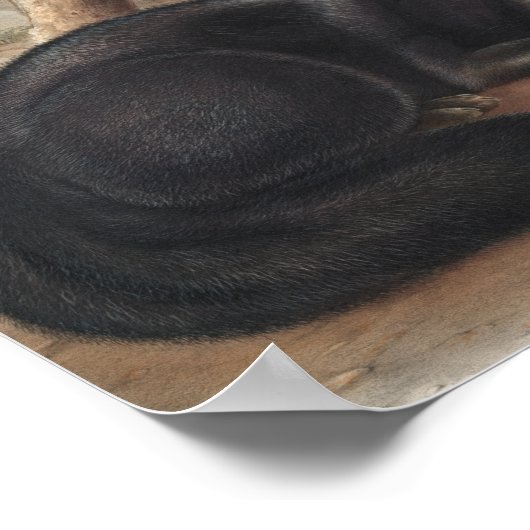 Amerikaanse zwarte of zilvervos (Vulpes fulvus) Poster (Hoek)