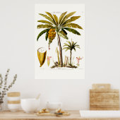 Amerique le Bananier Tropical Banana Tree Poster (Keuken)