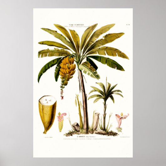 Amerique le Bananier Tropical Banana Tree Poster (Voorkant)