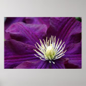 Amethyst Clematis Poster (Voorkant)