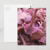 Amethyst Deceiver Briefkaart (Voorkant / Achterkant)