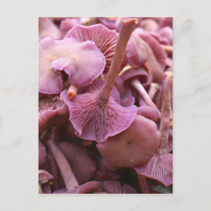 Amethyst Deceiver Briefkaart