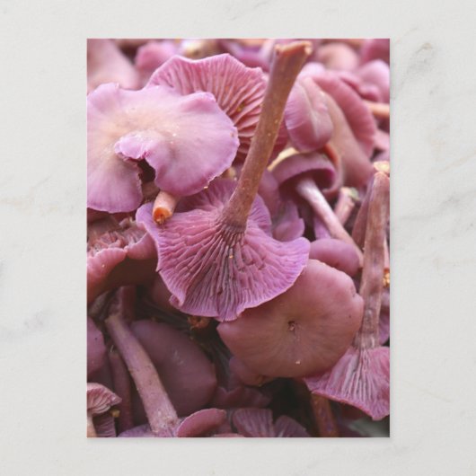 Amethyst Deceiver Briefkaart (Voorkant)