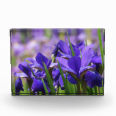 Amethyst Paarse Irises Fotoblokken (Voorkant)