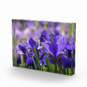 Amethyst Paarse Irises Fotoblokken (Rechts)
