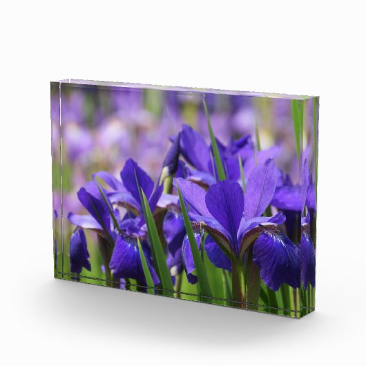 Amethyst Paarse Irises Fotoblokken (Rechts)
