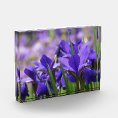 Amethyst Paarse Irises Fotoblokken (Links)