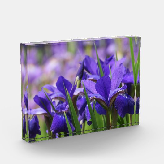 Amethyst Paarse Irises Fotoblokken (Links)
