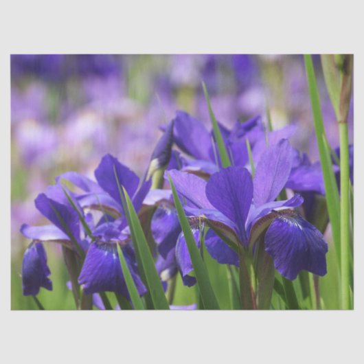 Amethyst Paarse Irises Tissuepapier (Voorkant)