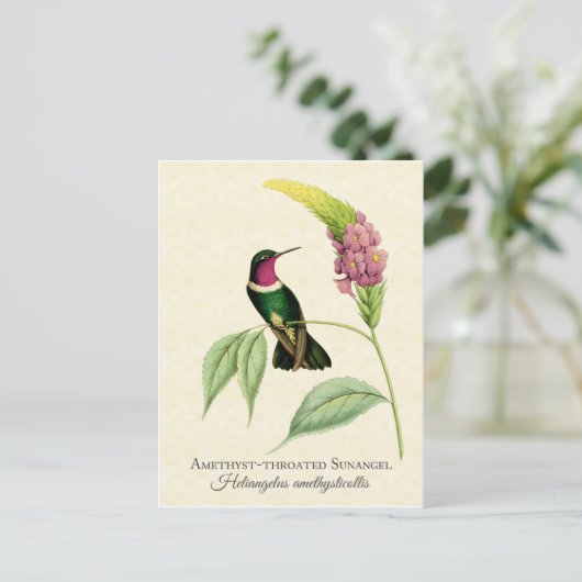 Amethyst Throated Hummingbird Art Briefkaart (Staand voorkant)