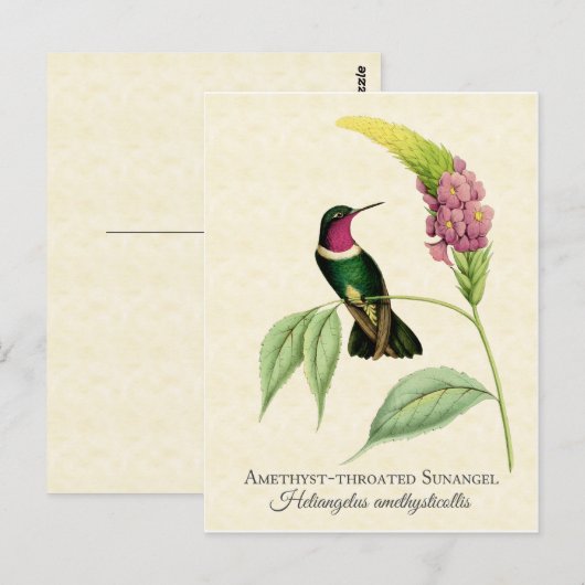 Amethyst Throated Hummingbird Art Briefkaart (Voorkant / Achterkant)