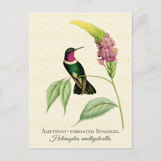 Amethyst Throated Hummingbird Art Briefkaart (Voorkant)