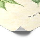 Amethyst Throated Hummingbird Art Print (Hoek)