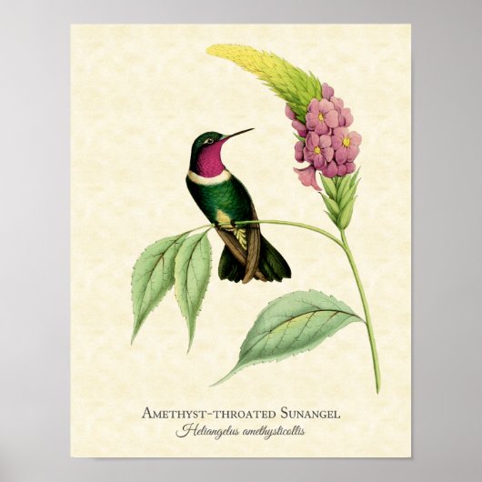 Amethyst Throated Hummingbird Art Print (Voorkant)