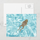 Amfibisch Briefkaart 01 (Voorkant / Achterkant)