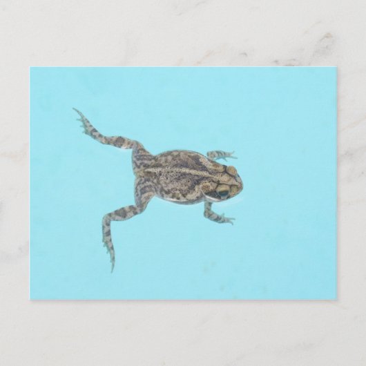 Amfibisch Briefkaart 02 (Voorkant)