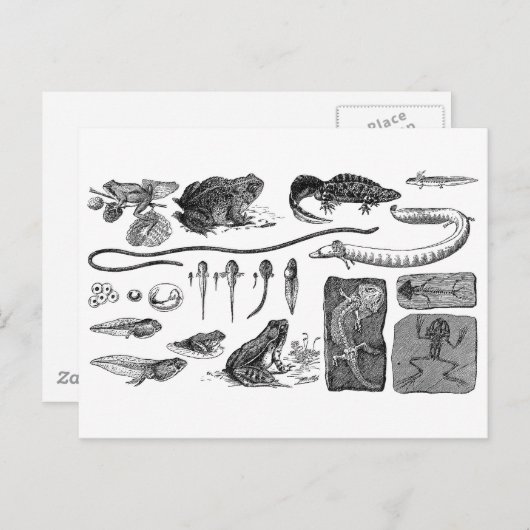 Amfibische evolutie briefkaart (Voorkant / Achterkant)