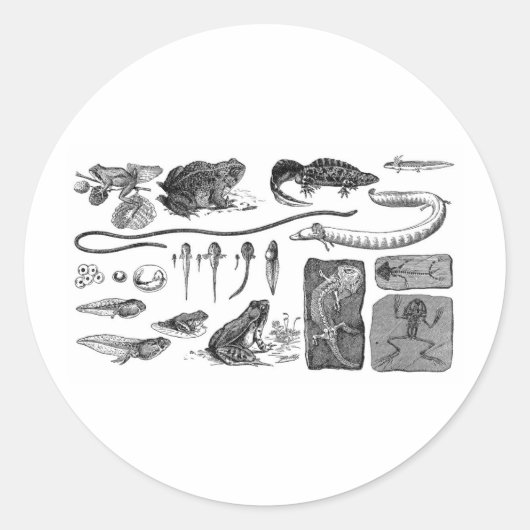 Amfibische evolutie ronde sticker (Voorkant)