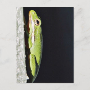 Amfibische kikker op muur briefkaart