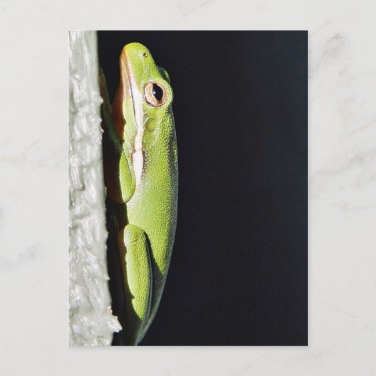 Amfibische kikker op muur briefkaart (Voorkant)
