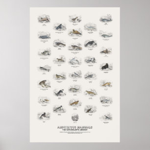 Amfibische Zoogdieren - Naturalist's Library Poster