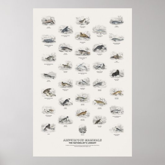 Amfibische Zoogdieren - Naturalist's Library Poster (Voorkant)