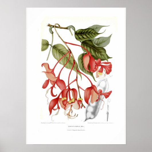 Amherstia nobilis poster (Voorkant)