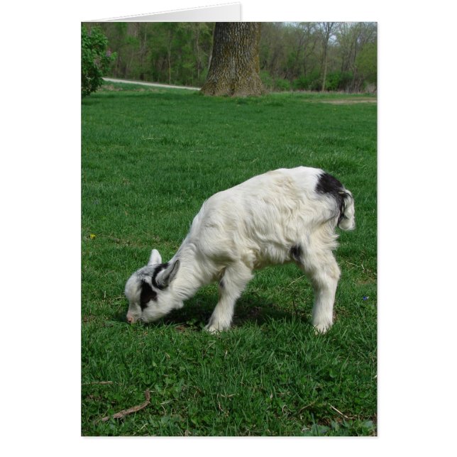 Amiga de Goat (Voorkant)