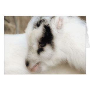 Amigo Goat Kind Alle keren Wenskaart