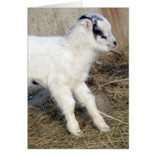 Amigo het Kind La Mancha