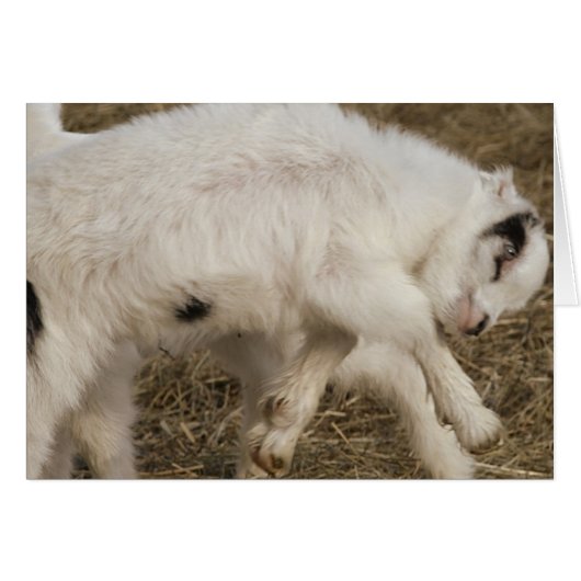 Amigo Plays (Voorkant Horizontaal)