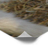 Amigo Plays Poster (Hoek)