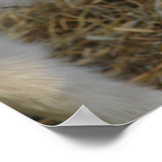 Amigo Plays Poster (Hoek)