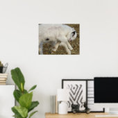 Amigo Plays Poster (Thuiskantoor)