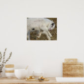 Amigo Plays Poster (Keuken)