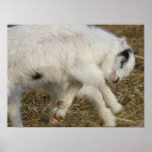 Amigo Plays Poster (Voorkant)