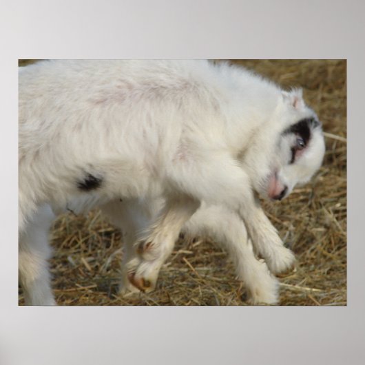 Amigo Plays Poster (Voorkant)