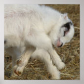 Amigo Plays Poster (Voorkant)