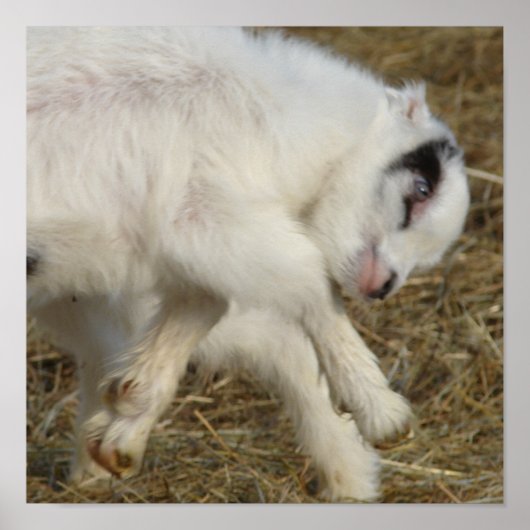 Amigo Plays Poster (Voorkant)