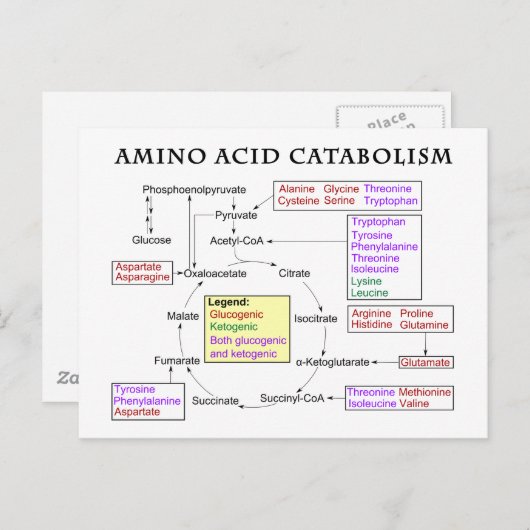 Amino-zuurstofschema Briefkaart (Voorkant / Achterkant)