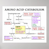 Amino-zuurstofschema Poster (Voorkant)