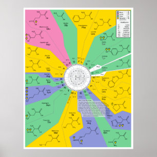 Aminozuuidchemisch molecuulidentificatieschema poster