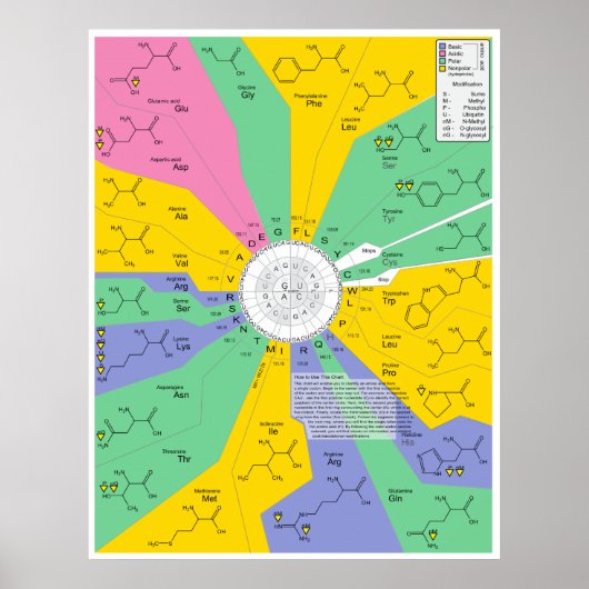 Aminozuuidchemisch molecuulidentificatieschema poster (Voorkant)