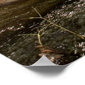 Amira Angel's Animal Shelter Fundraiser Poster (Hoek)